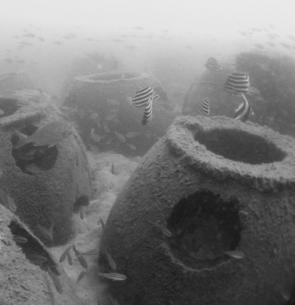 Bream, mados and a bannerfish area already making the reef balls their homes.